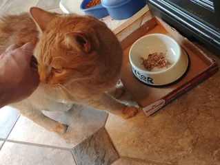 orange cat and food bowl